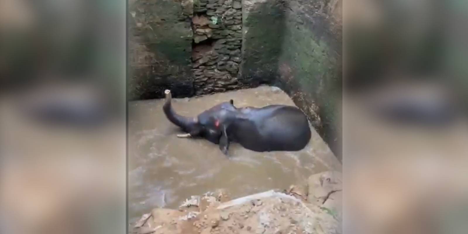 Elephant rescued from well Elephant rescued from well