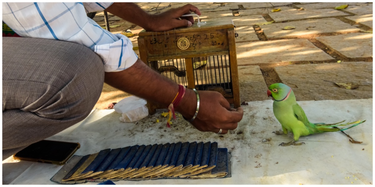 Parrot fortune teller (Representational image)- iStock Parrot fortune teller (Representational image)- iStock