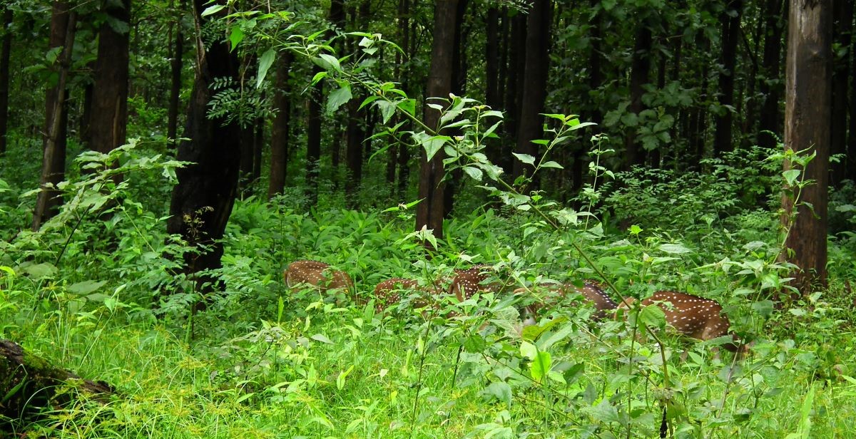 Nagarhole forests Nagarhole forests