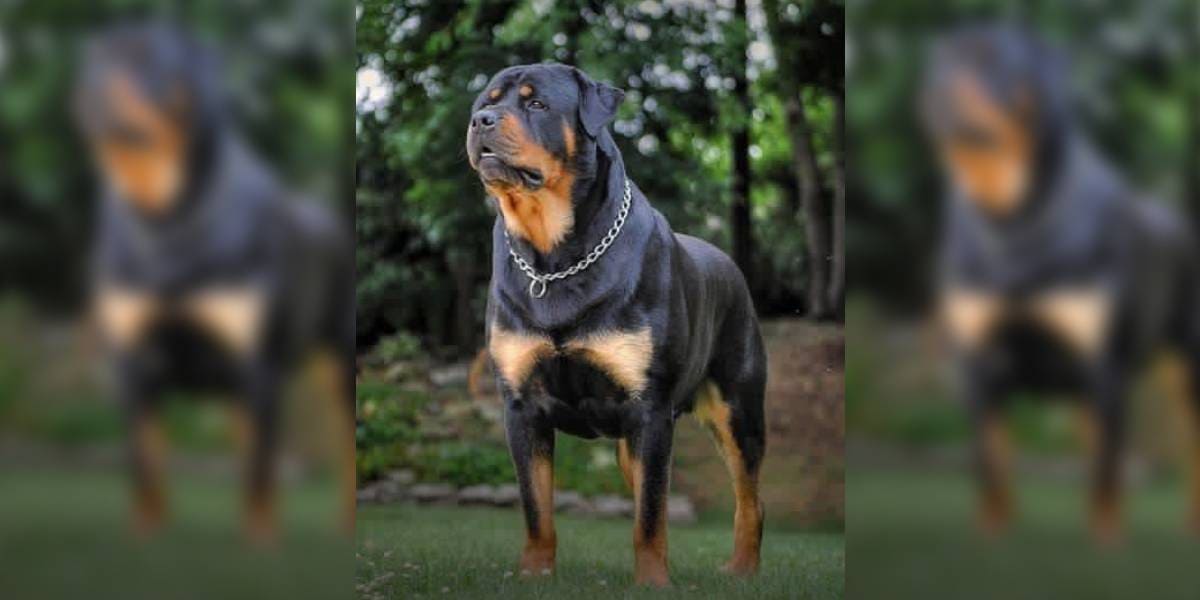 Rottweiler (1) The banned dog breeds include Pitbull, Rottweiler, Terrier, Mastiffs, among others and their cross-breeds as well. (Facebook)