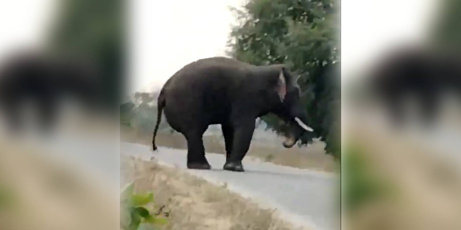 The wild elephant The wild elephant