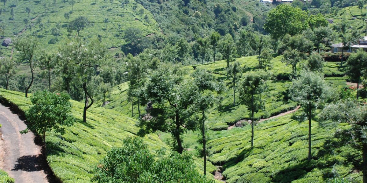 tea-gardens-india.jpg_s=1024×1024&w=is&k=20&c=ryl-puThkehn0nyOVAghFpQTsTglBpLBU8JH8SzAIeI= Tea gardens at Nilgiris, Tamil Nadu (iStock)