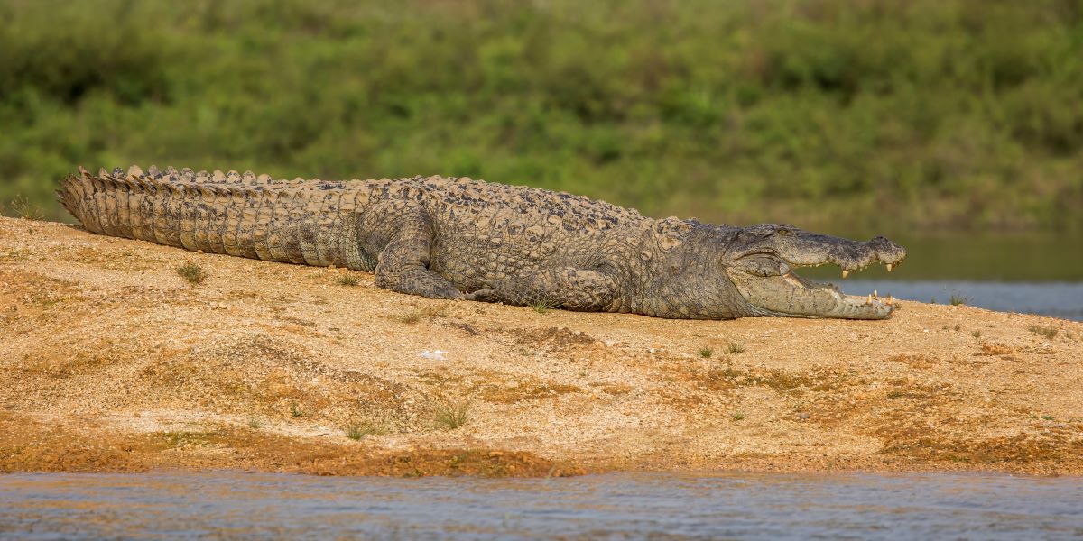 Crocodile