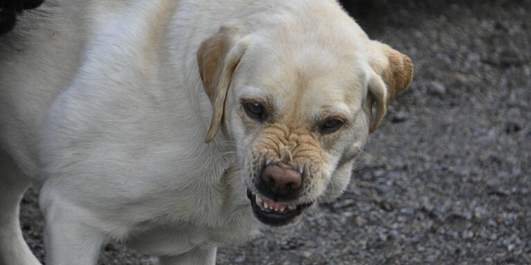 rabies