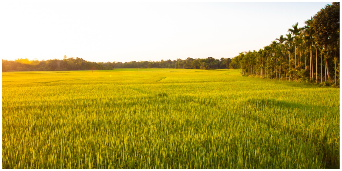 More than 50 lakh large farmland trees vanished between 2018 and 2022 in India, says study