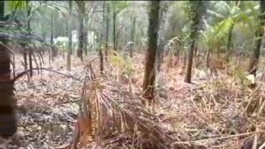 A drought-hit cardamom farm in Idukki. 