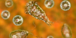 Amoebic meningoencephalitis is a rare but often fatal brain infection caused by the free-living organism Naegleria fowleri, better known as the "brain-eating amoeba".
