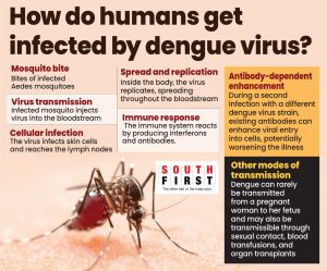 Degue virus infection.