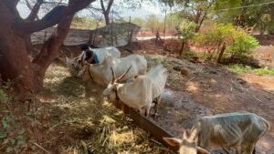 Karnataka Sandur Mining Forest Congress Government