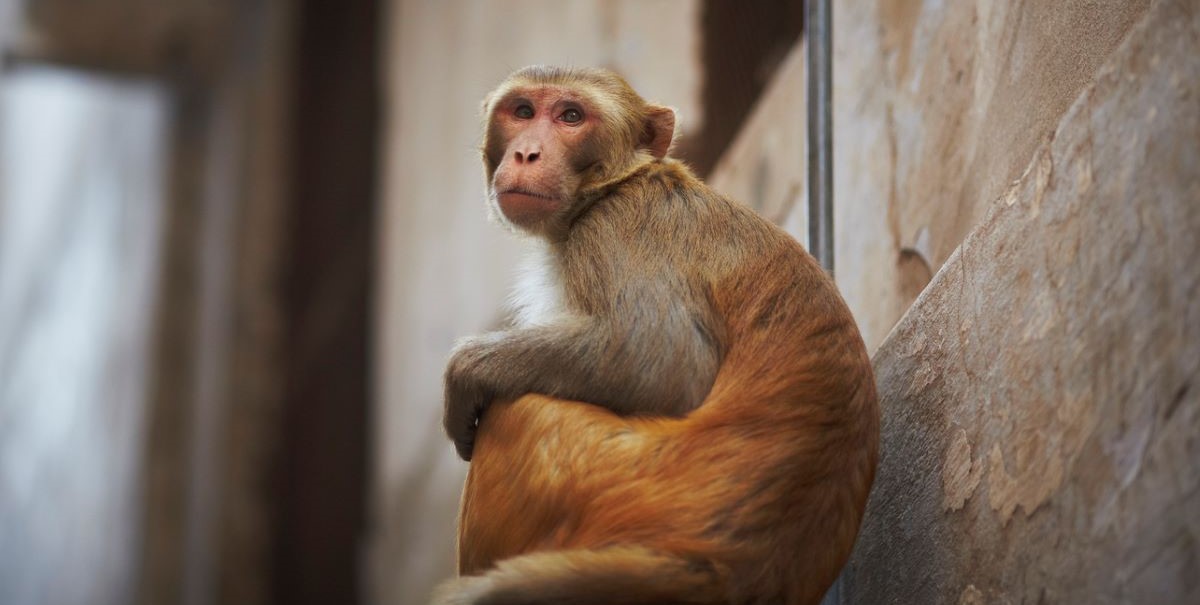 Monkey