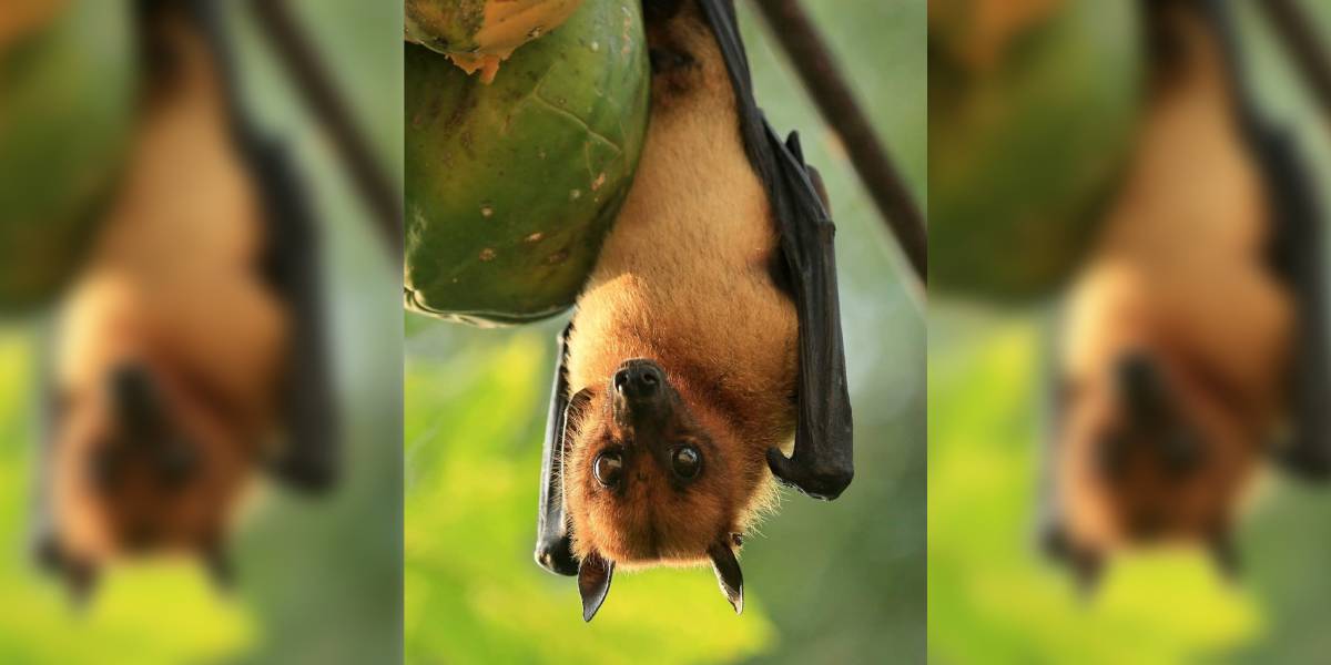 Fruit-bat Nipah outbreak in Kerala