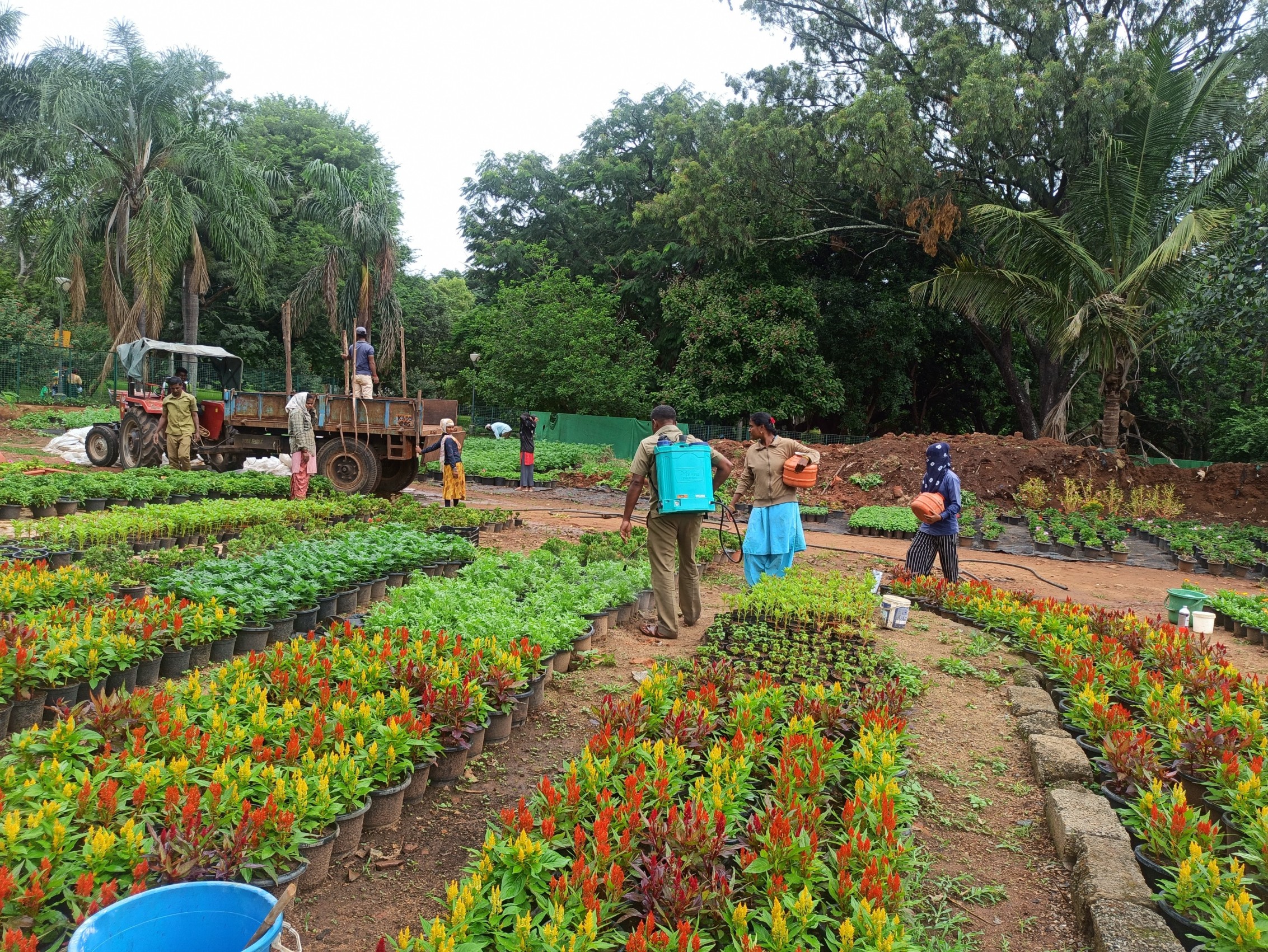 Gardeners of Lalbagh Blossoms of dedication: Gardeners of Lalbagh — the unsung heroes of the famed Flower Show