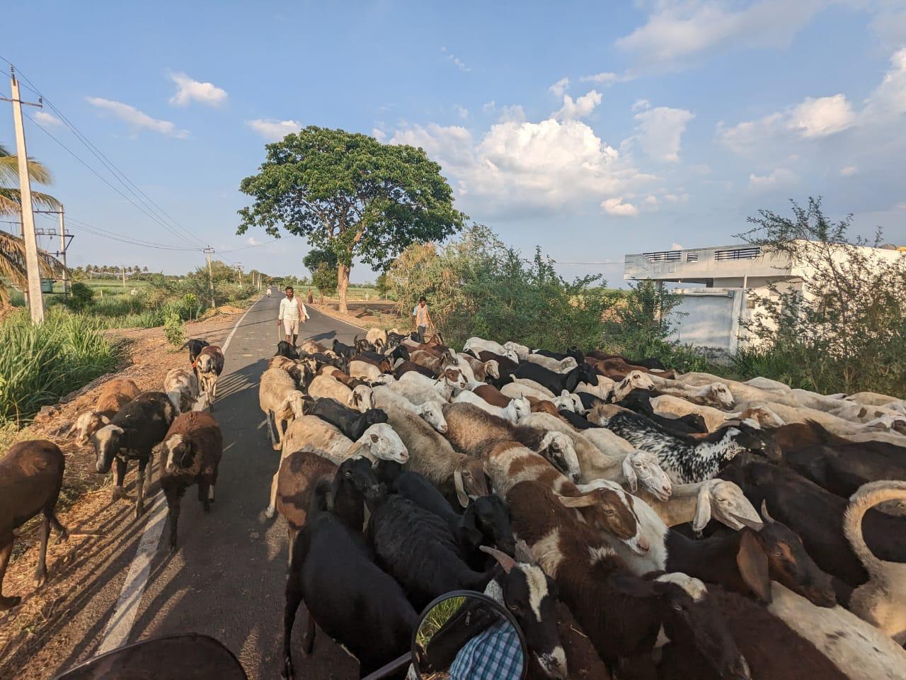 Karnataka CM Siddaramaiah Gun Licenses Nomadic Shepherds Forest Area Grazing