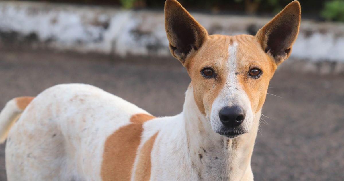 Lost dog returns home travelling alone for 250 km to Belagavi Lost dog returns home travelling alone for 250 km to Belagavi