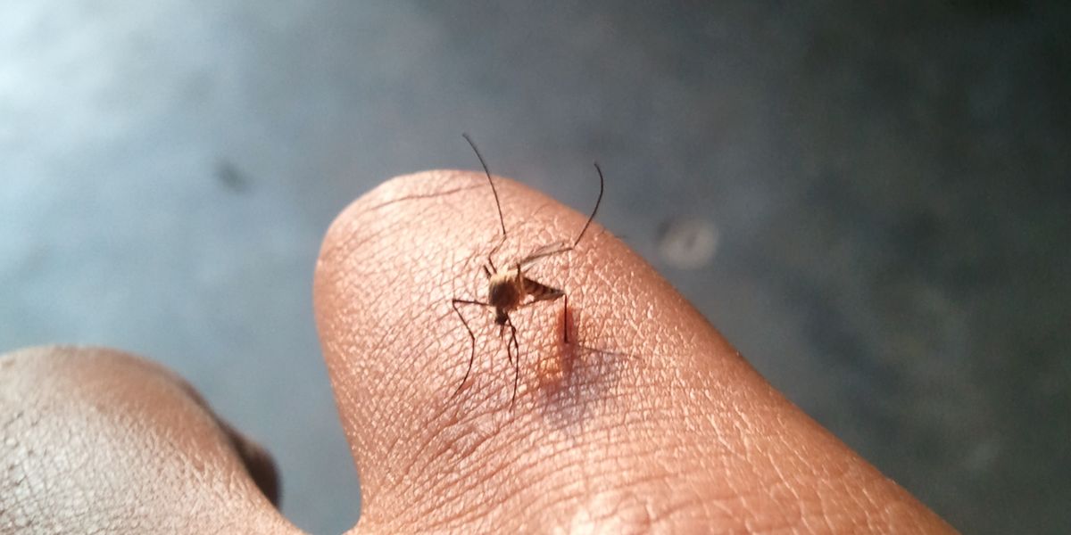 Representative image (Creative Commons) Why alternate treatments for dengue could be dangerous for your health?