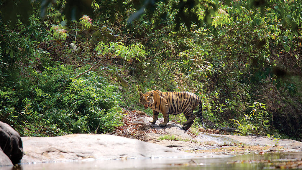 Parambikulam_Tiger_Reserve Kerala's wildlife management strategy lacked carrying capacity studies, which determine the maximum number of animals a particular habitat could support based on available resources like food, water, and shelter. (Kerala Tourism)