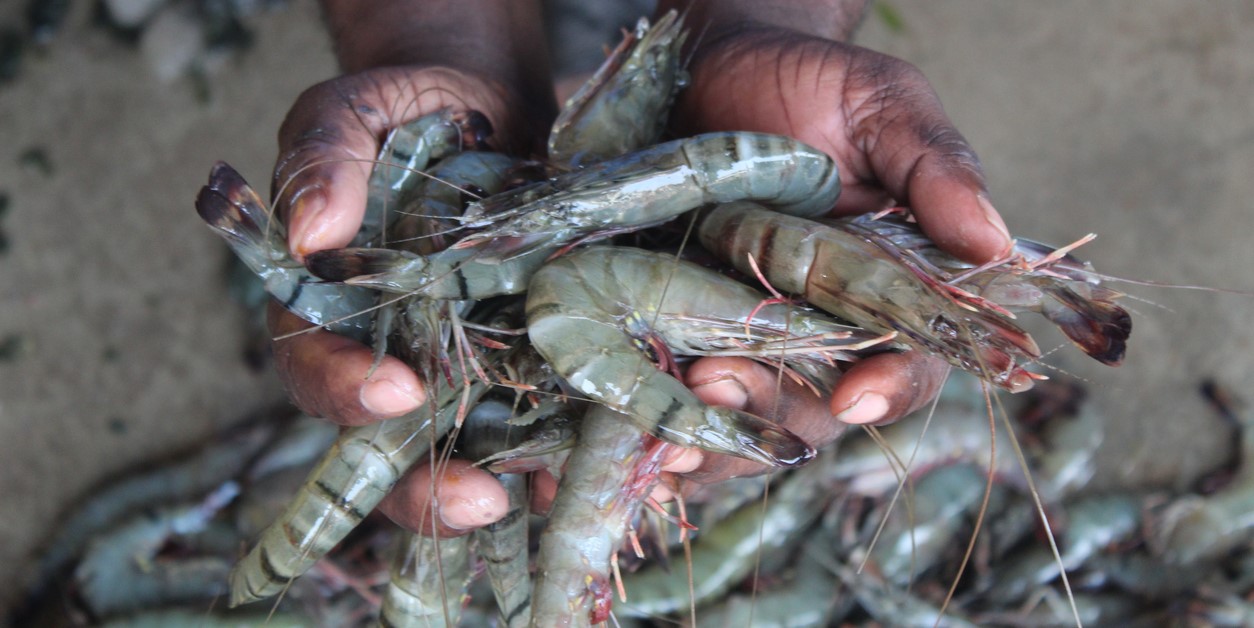 Kerala fisherfolk suffer as US shuts door on shrimp imports Kerala fisherfolk suffer as US shuts door on shrimp imports