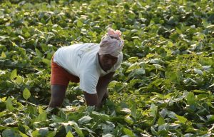 Farmers find irrigating their fields a challenge when there is no 3-phase power supply (JencySamuel)