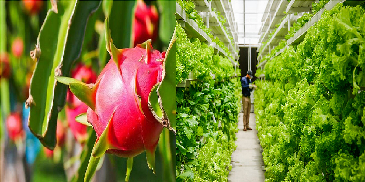 Linking government land to commercial farming: Kerala eyes a green revolution with NAWO-DHAN