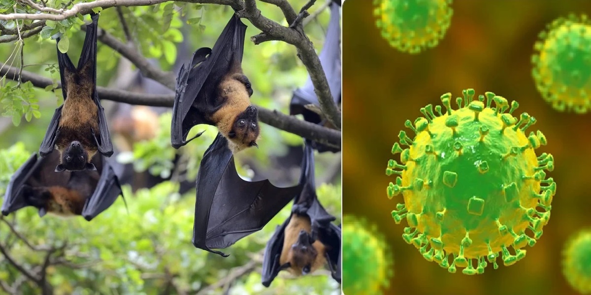 nip Nipah affected Kerala teenager succumbs at Kozhikode Medical College Hospital