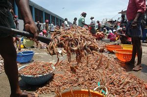 Andhra farms drove 74% of India’s antibiotic shrimp rejections; Centre seeks answers from states