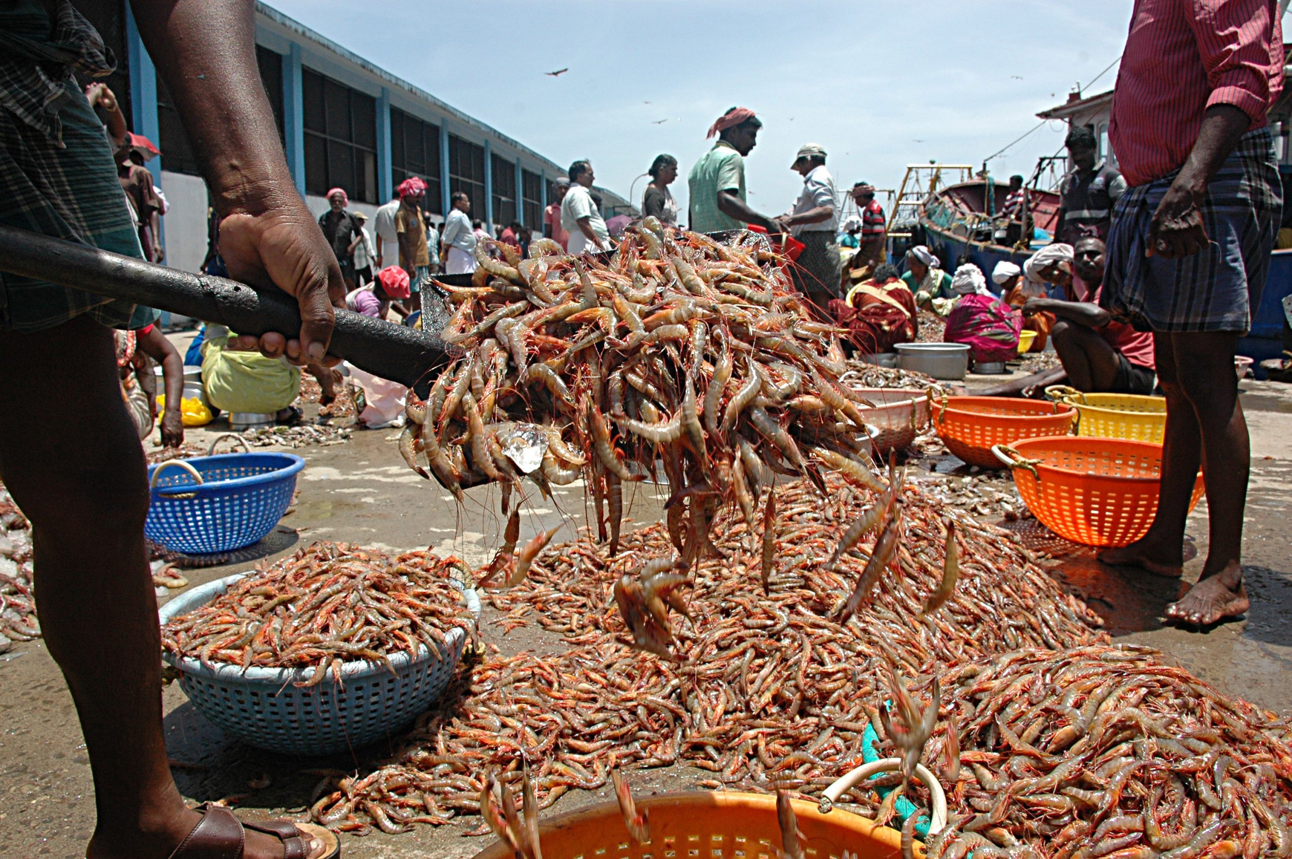 shrimp 1 Losing livelihood: Kerala fishermen return empty-handed as man-made factors chase fish away