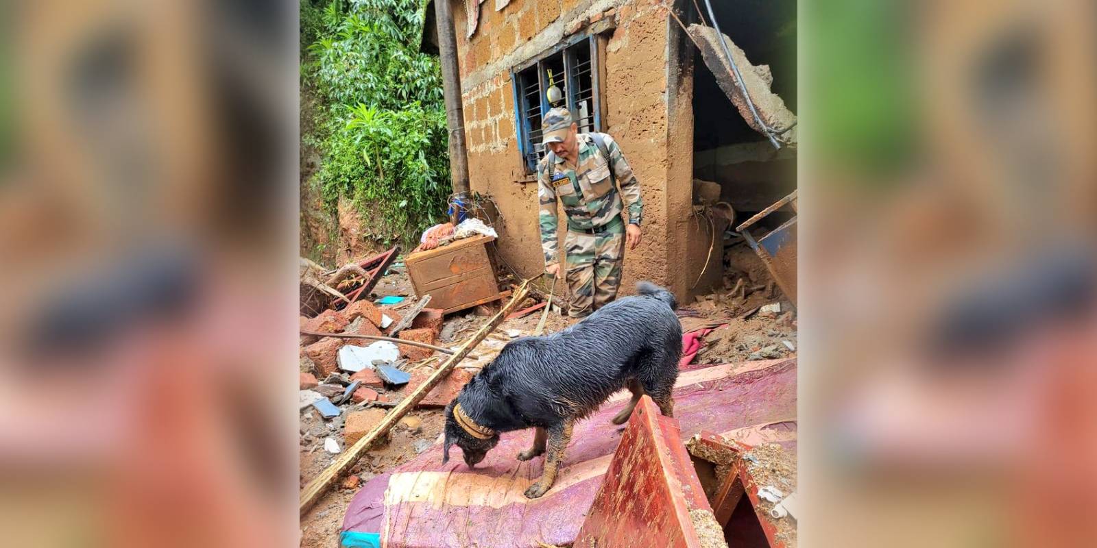 Army dogs in the rescue operation Army dogs in the rescue operation