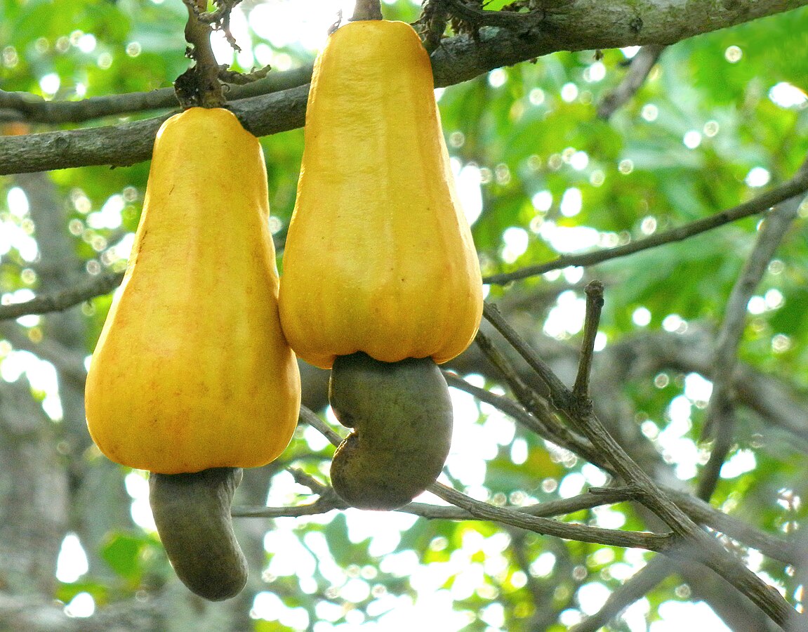 Cashew nuts produced in Kerala are sweet, delicious, crispy and crunchy, rich in vitamins, minerals, calories and proteins. (Wikimedia Commons)