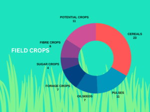 Field crops.