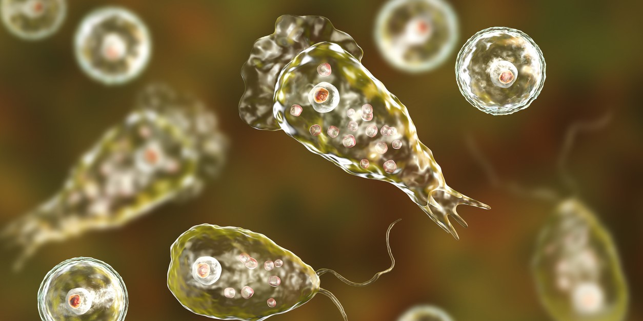 Flagellate form of the parasite Naegleria fowleri. (iStock) Kerala reports four more case of amoebic meningoencephalitis in Thiruvananthapuram