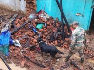 Army cadaver dog searching among the debris