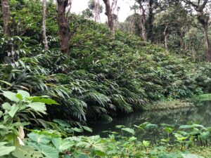 A cardamom farmer in Idukki refused to provide a picture of his plantation since his plants were not looking good after the summer. He later arranged the photograph of a 'healthy' plantation. (By special arrangement)