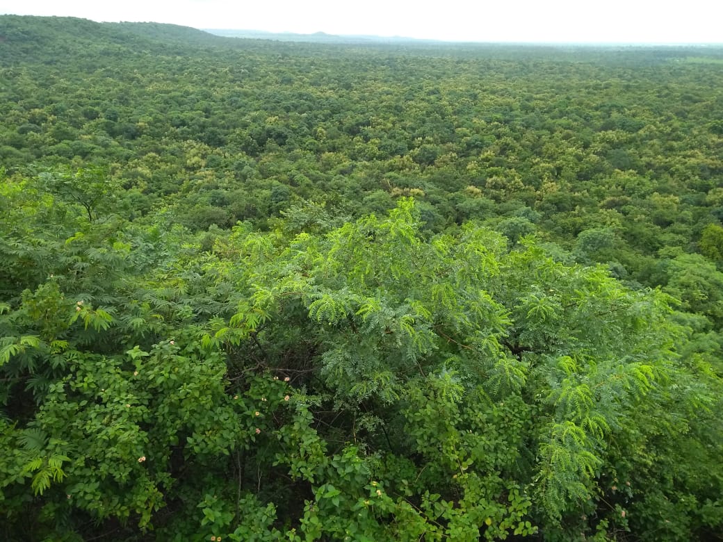 Damagundam Reserve Forest in Vikarabad. Damagundam Reserve Forest in Vikarabad is home to a rich diversity of flora and fauna.