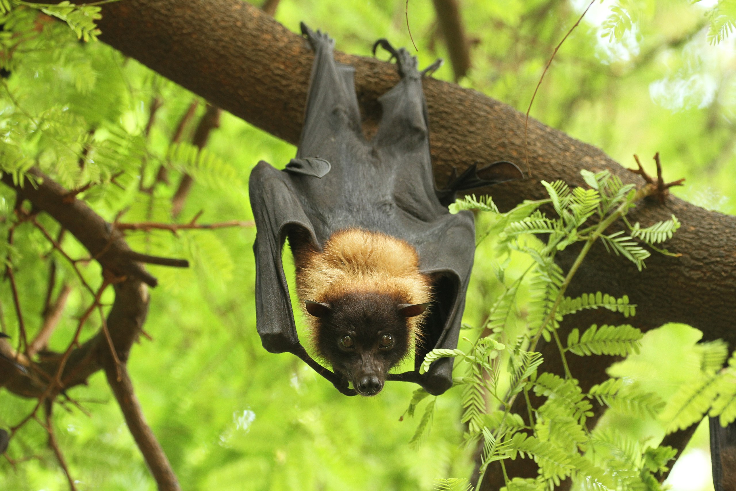 Fruit_Bat It has been ascertained that fruit bats (flying foxes) of the Pteropodidae family are the natural hosts of the NiV. In the case of Kerala, researchers have found the presence of NiV among fruit bat samples.