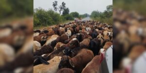 The sheep distribution scam is at times comical.