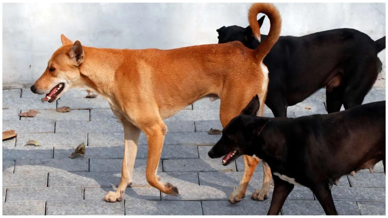 Strays1-iStock Stray dog population in Kerala