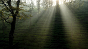 Wayanad. (Kerala Tourism)