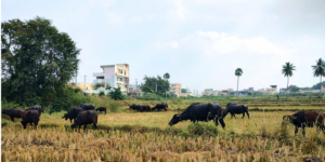 Cattle grazing in Pochampally Mandal