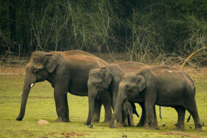 Kabini elephants