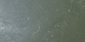 Murky waters with white scum is a common sight in Musi