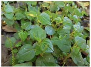 Peperomia pellucida