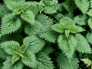 Stinging nettle