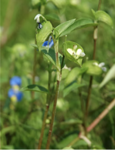 Commelina communis