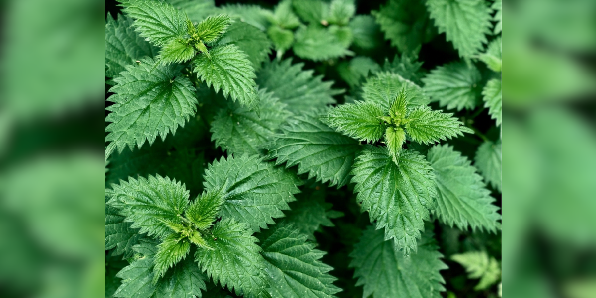 Edible weeds and their health benefits