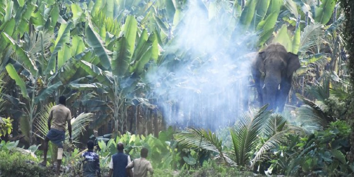 man vs wild ok According to figures presented in the Assembly, Kerala witnessed 915 human casualties in man-animal conflicts over the past nine years.