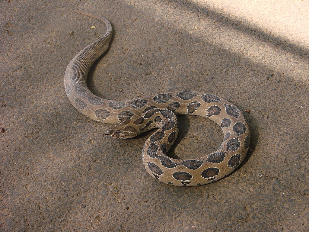 Russel’s-Viper Five-year-old Anganwadi student dies from snake bite, sparking outrage over safety negligence