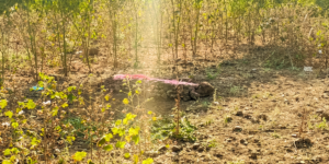 Shailaja's burial site near Dhabha's entrance