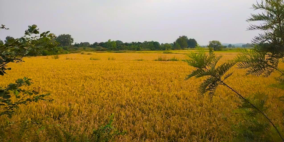Telangana had a record paddy production of 153 Lakh Metric Tonne this Kharif season