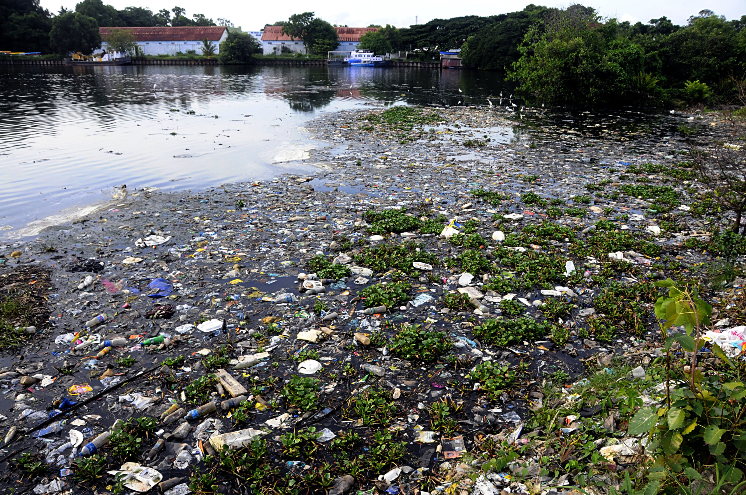Kannur panchayat study warns of microplastic risk at Azhikkal estuary Kannur panchayat study warns of microplastic risk at Azhikkal estuary