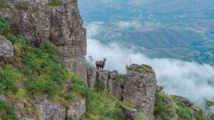 Nilgiri Tahr. (Supplied)
